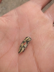 Achardella denticollis