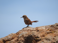Ochetorhynchus andaecola