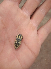 Achardella denticollis