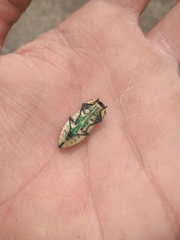 Achardella denticollis