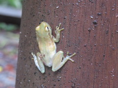 Phyllodytes luteolus