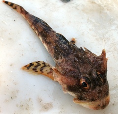 Myoxocephalus octodecemspinosus