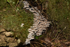 Clitocybula abundans