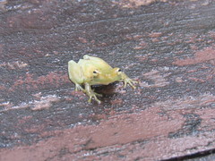 Phyllodytes luteolus