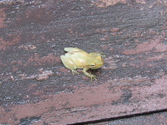 Phyllodytes luteolus