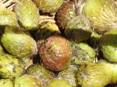 Trichocereus tarijensis