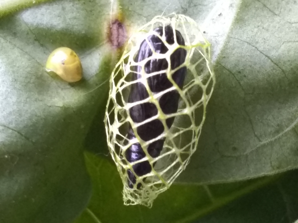 Urodus mirella