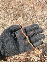 Crataegus succulenta