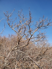 Crataegus succulenta
