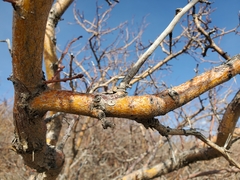 Crataegus succulenta