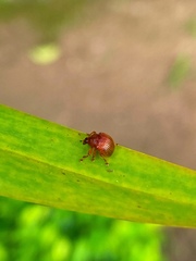 Attelabinae