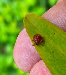 Attelabinae