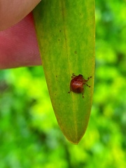Attelabinae