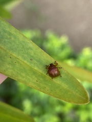 Attelabinae