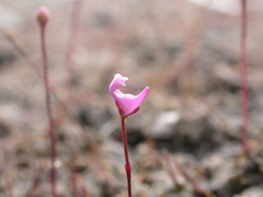 Utricularia resupinata