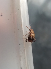 Penthobruchus germaini