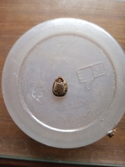 Penthobruchus germaini