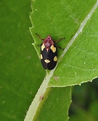 Sphenorhina limbata