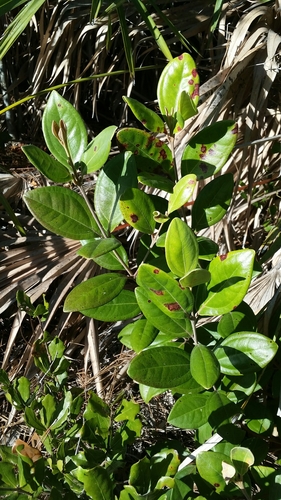 Rhodomyrtus tomentosa