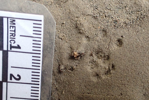Dusky-footed Woodrat