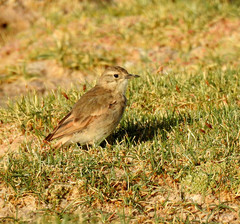 Geositta cunicularia