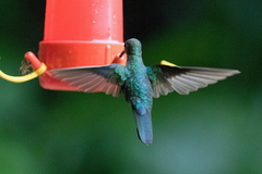 Colibri cyanotus