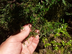 Coprosma cuneata