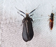 Dichomeris nonstrigella