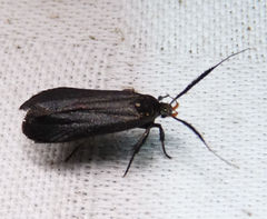 Dichomeris nonstrigella