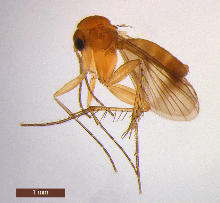 Mycetophila trispinosa