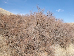 Crataegus succulenta