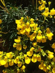 Calceolaria pinifolia