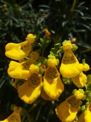 Calceolaria pinifolia