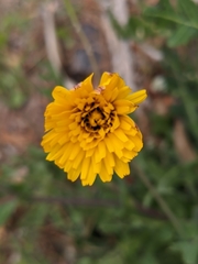 Reichardia