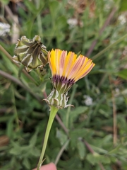Reichardia