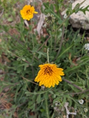 Reichardia