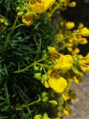 Calceolaria pinifolia