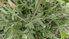 Reichardia