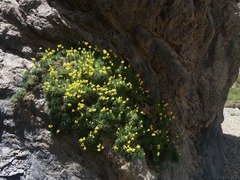 Calceolaria pinifolia