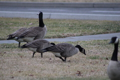 Branta canadensis