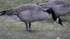 Branta canadensis