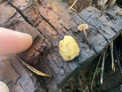 Micromphale arbuticola