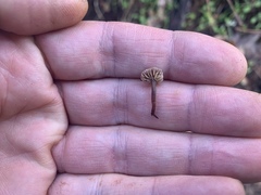 Micromphale arbuticola