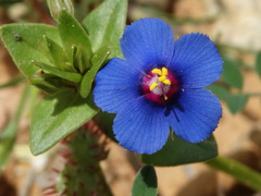 Anagallis