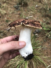 Russula occidentalis