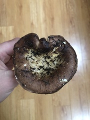 Russula occidentalis