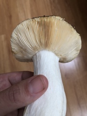 Russula occidentalis