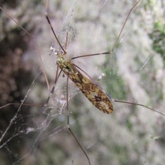 Discobola tessellata