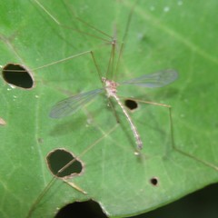 Limnophilella delicatula