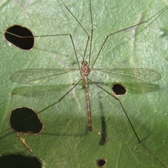 Limnophilella delicatula